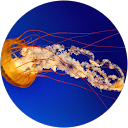 mia v profile picture