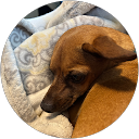 Dog Pet profile picture