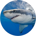 Kyle Sharkey profile picture