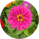 Dana Carr profile picture